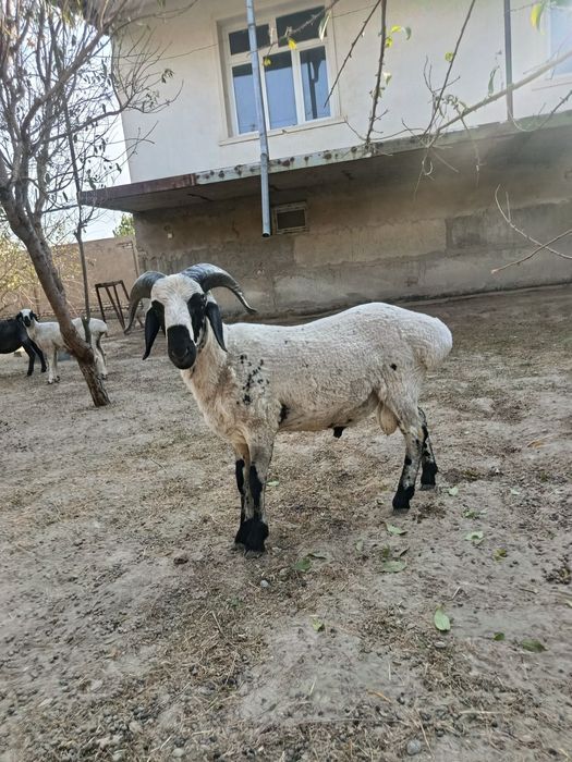 Zotdor JANGARI qo'chqor sotiladi