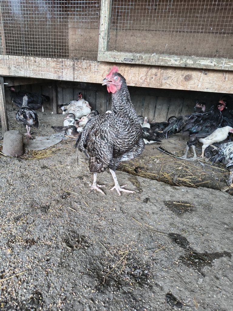 Cocosi de vânzare