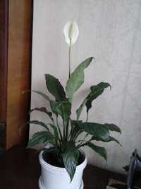 Спатифиллум или цветок «женское счастье»