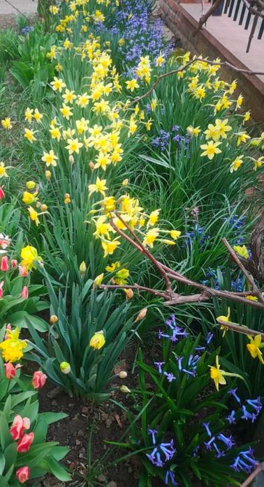 Bulbi zambile 30 bucăți