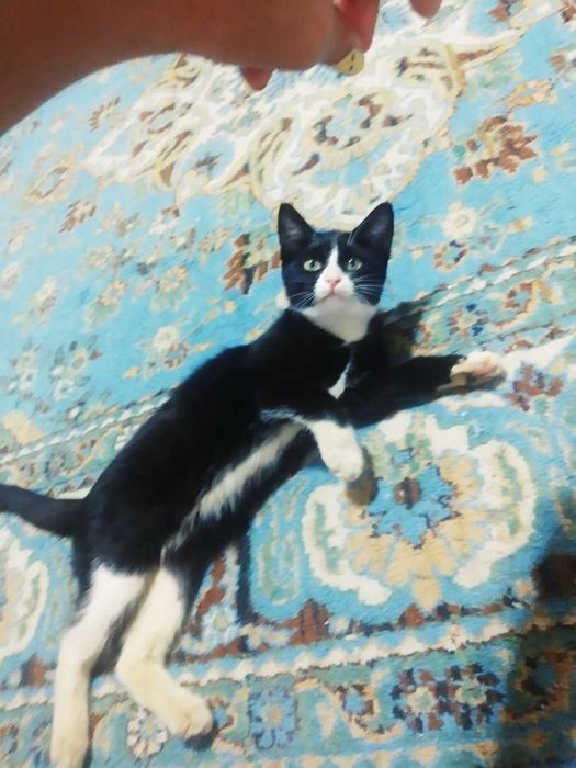 Котёнок -дружок пристраивается в добрые руки, черно - белая