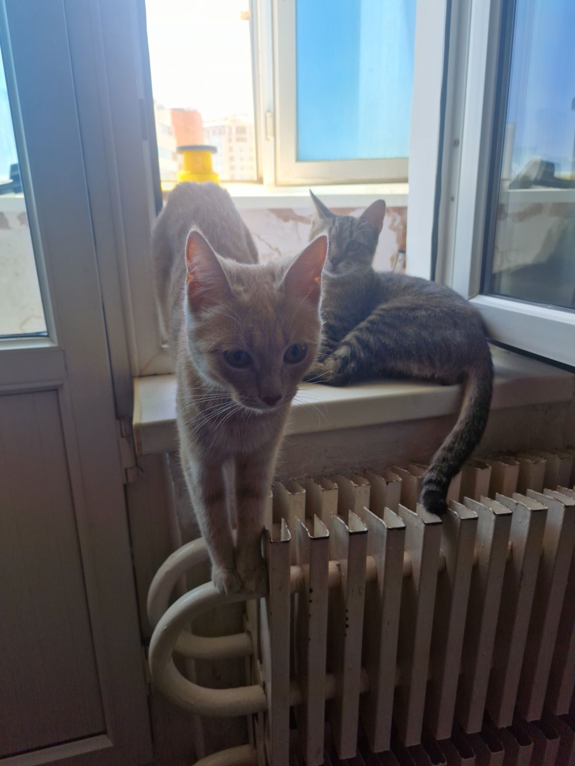 Отдадим кошки, кот, котят