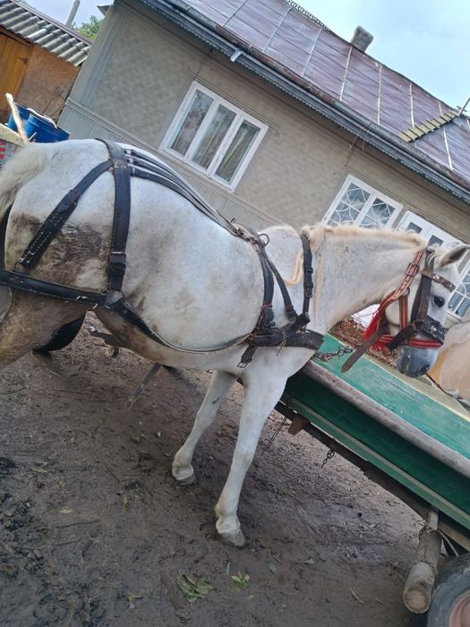 Vând, iapă de 6 ani