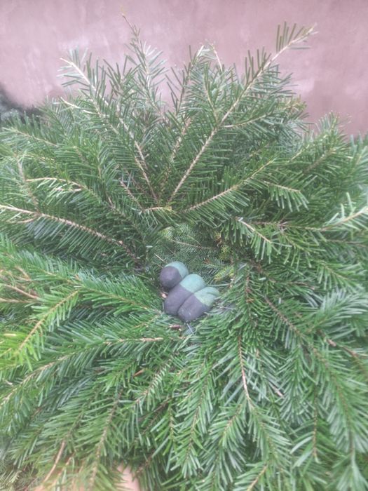 Vând coronițe de brad angro