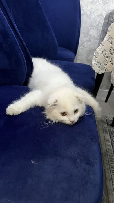 Qordek oppoq scotish fold