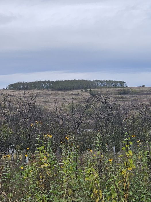 Vand 3Ha teren extravilan dealul viilor Lugoj Langa Pensiunea Lois