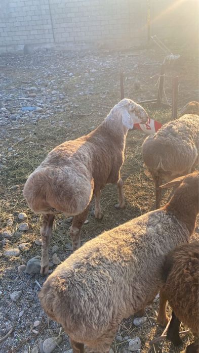 Арашан еркек козы сатылады