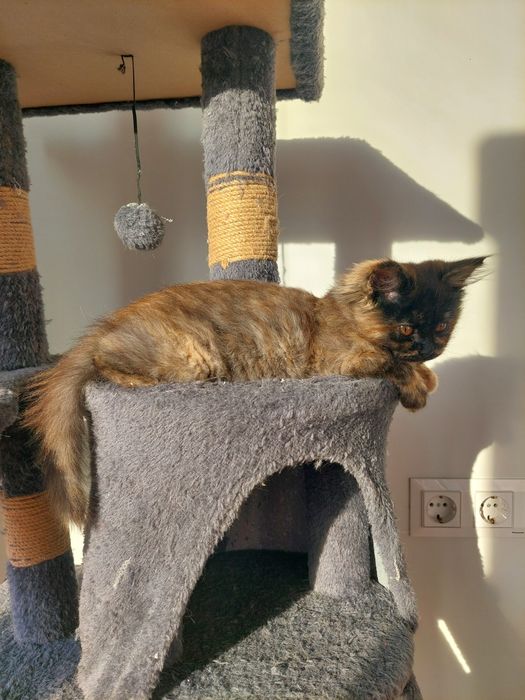 Котенок девочка Ташкент