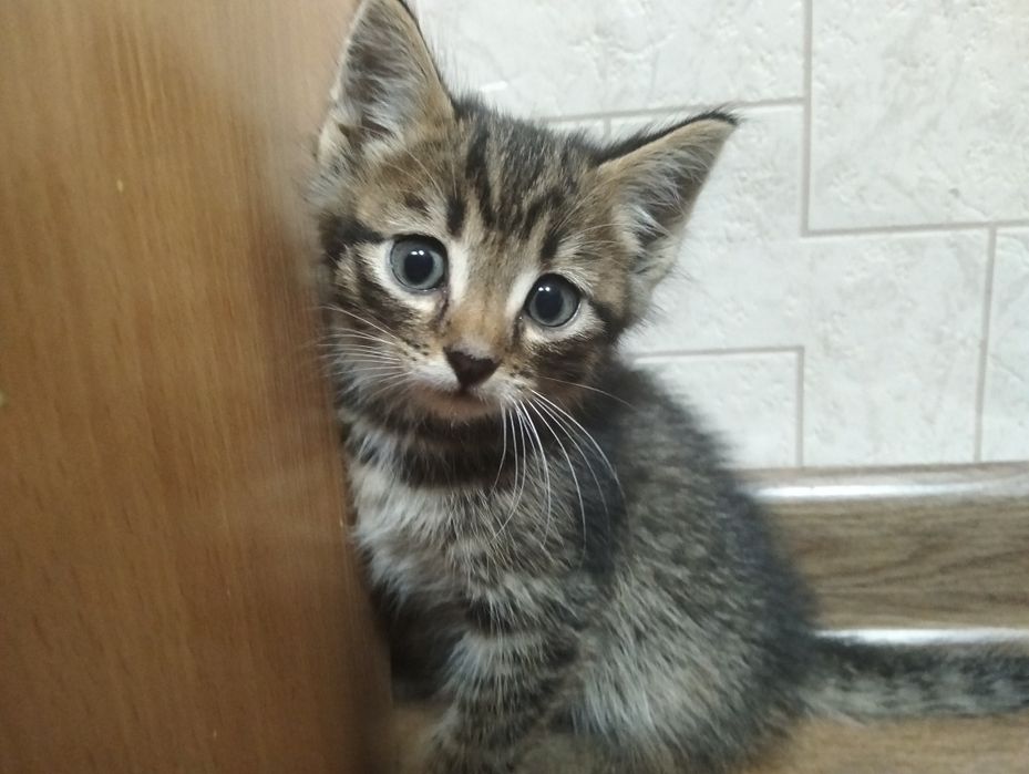 Отдам котят в хорошие руки.