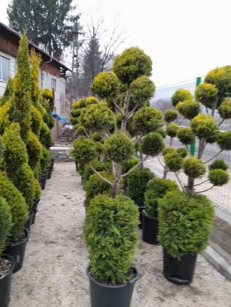Plante Ornamentale Oriunde in tara calitate extra