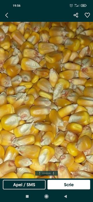 De vânzare porumb boabe