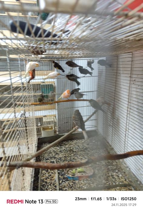 Canari și Hibrizii de vânzare!!