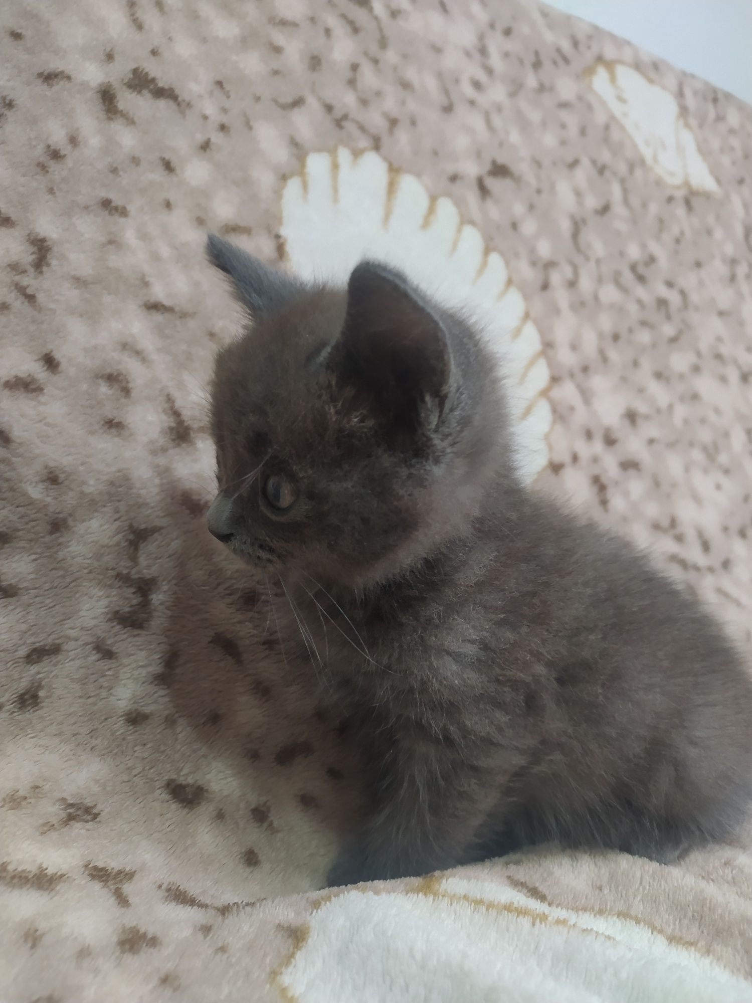 котята бесплатно