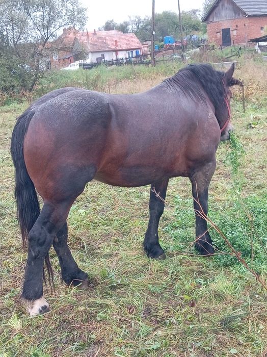 Mânză de 4 ani blândă