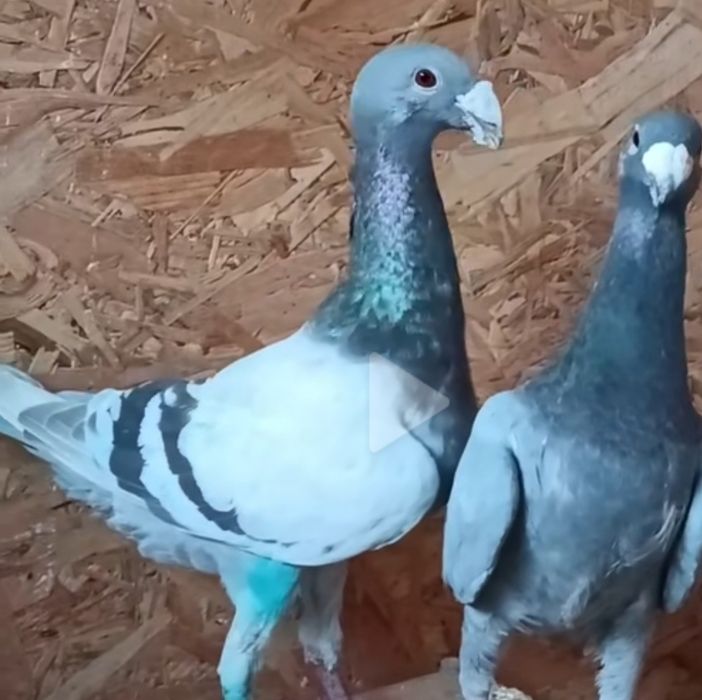 De vânzare o pereche de Voiajori Germani