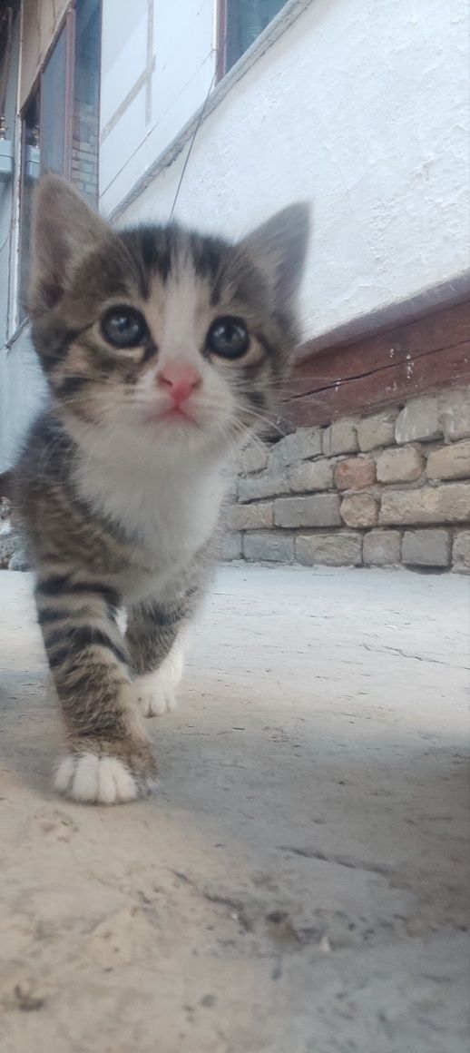 Отдам кошечек в добрые руки.