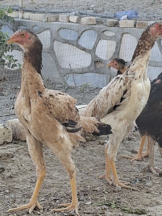 Mokiyon tovuqlar