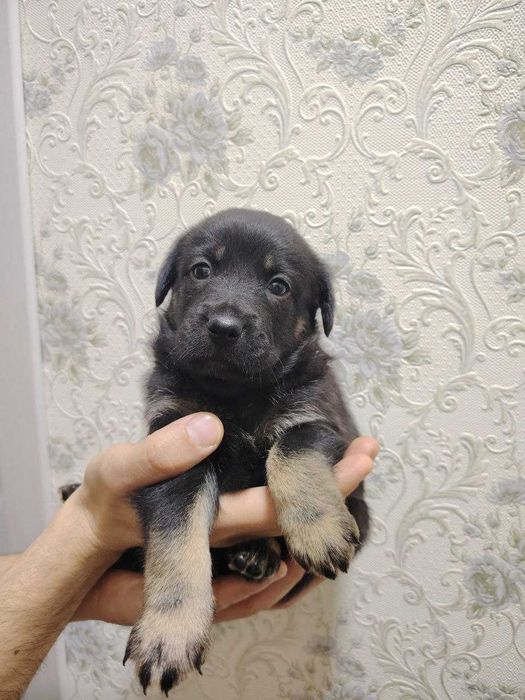 Пристраиваются Щенки средней породы / Kuchuk bor