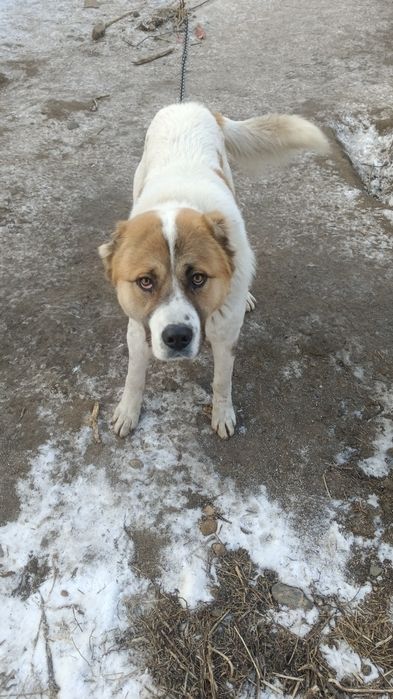 Сабака порода Алабай