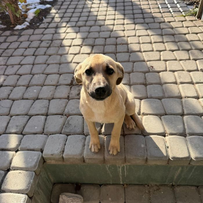 Щенок, ищет дом.