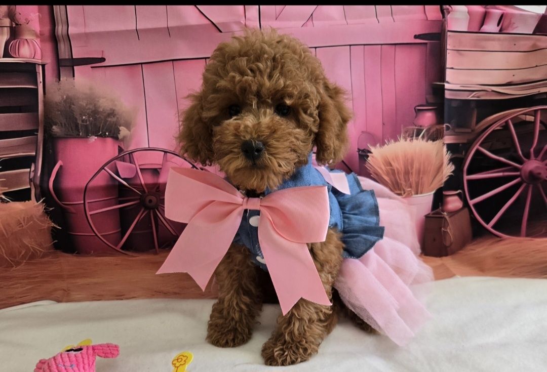 Пудел той /мини Poodle toy с родословие елитна кръвна линия