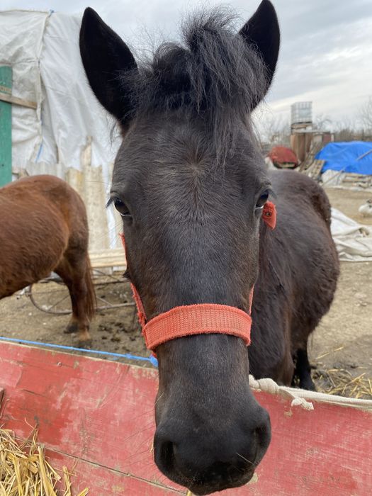 Poneita medie de vanzare
