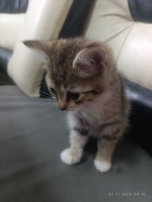 Отдам котенка девочку