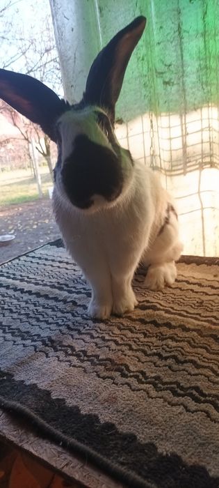 Iepuri de rasa masculi