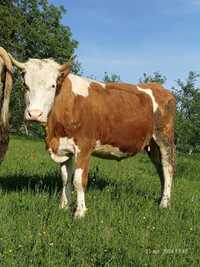 Vaca- Juninca fătată 16 mai