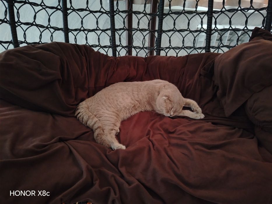 Scottish Fold. O'g'il bola
