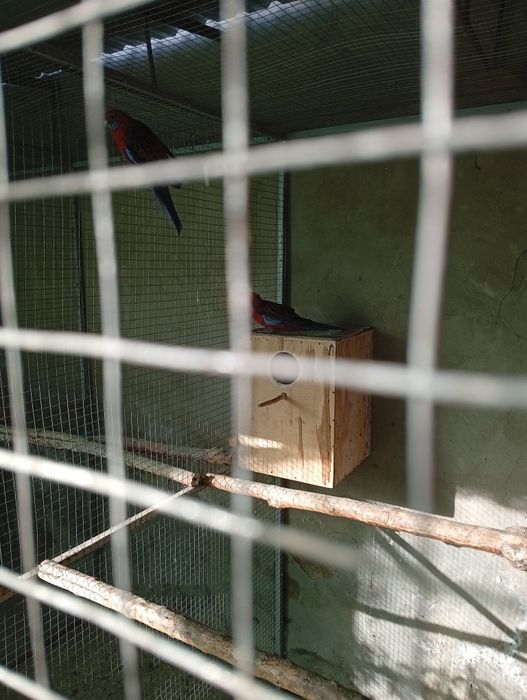 Пеннант розелла красний