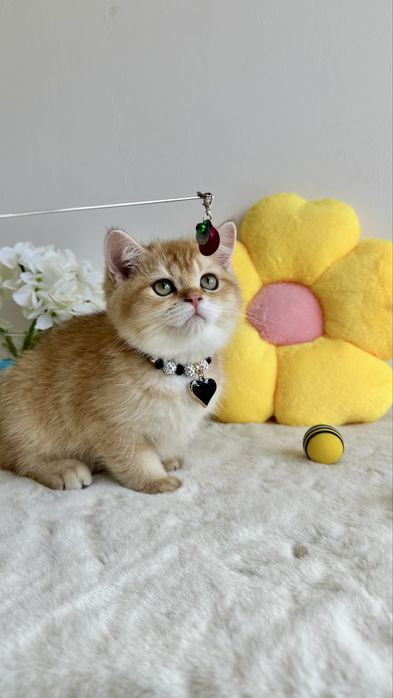 British Shorthair Chinchilla Gold - Baietel cu certificat pedigree