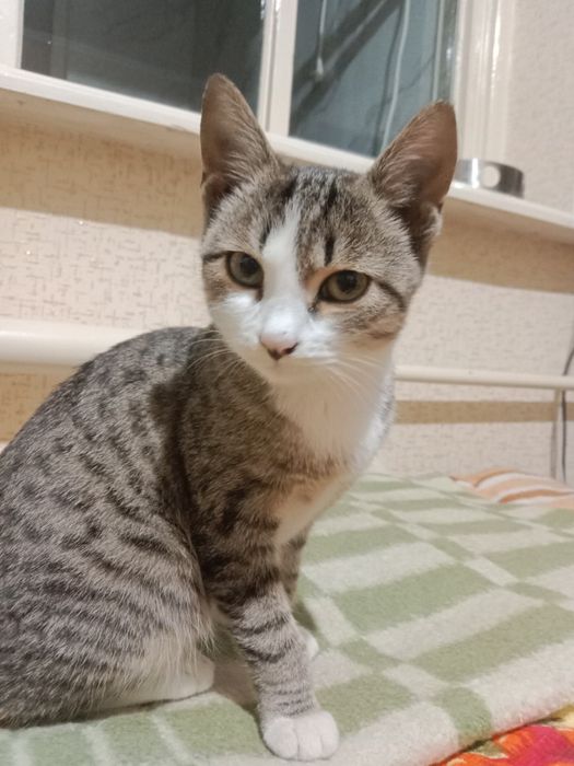 Отдаётся кошка девочка