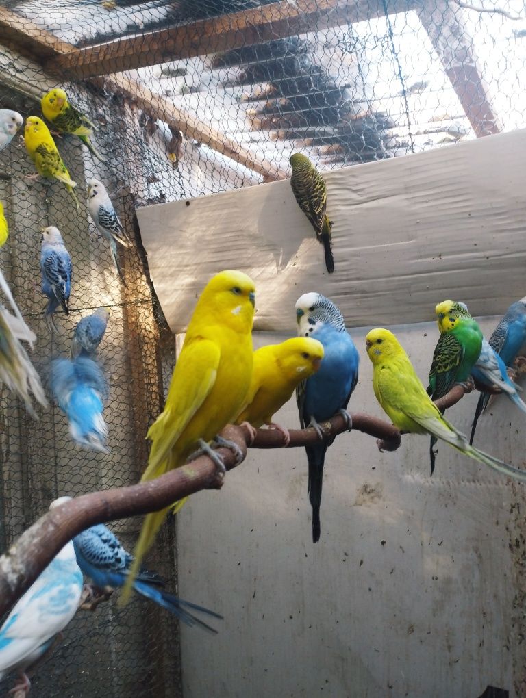 Papagali peruși de vânzare