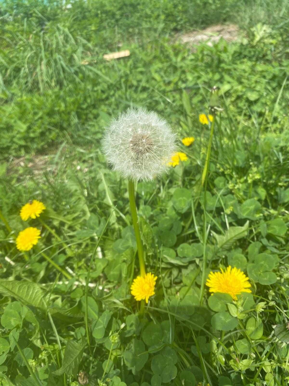 Teren Scanteia, sat Borosesti