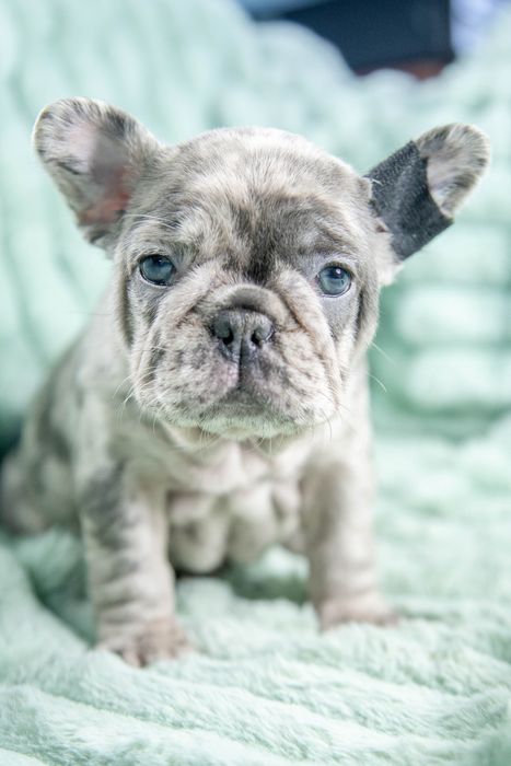 bulldog francez blue merle