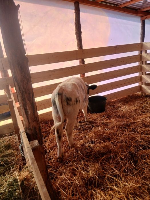 Se vinde 3 taurasi și 1 vitea