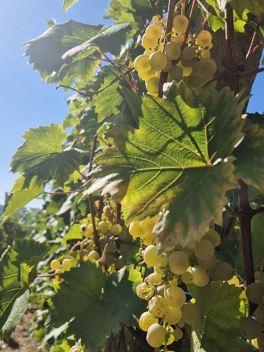 Struguri și vịn alb demisec de Târnava