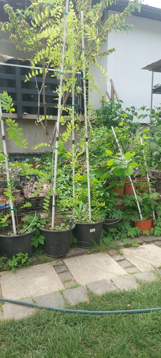 Glicina în ghiveci - wisteria mov