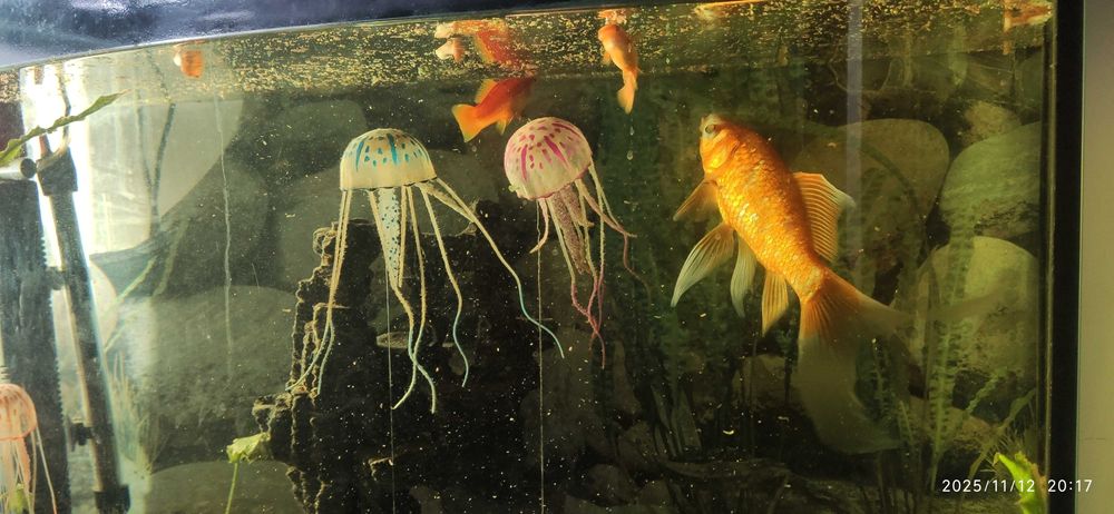Аквариум с рыбками