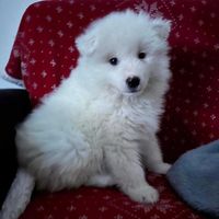 Pui rasa Samoyed