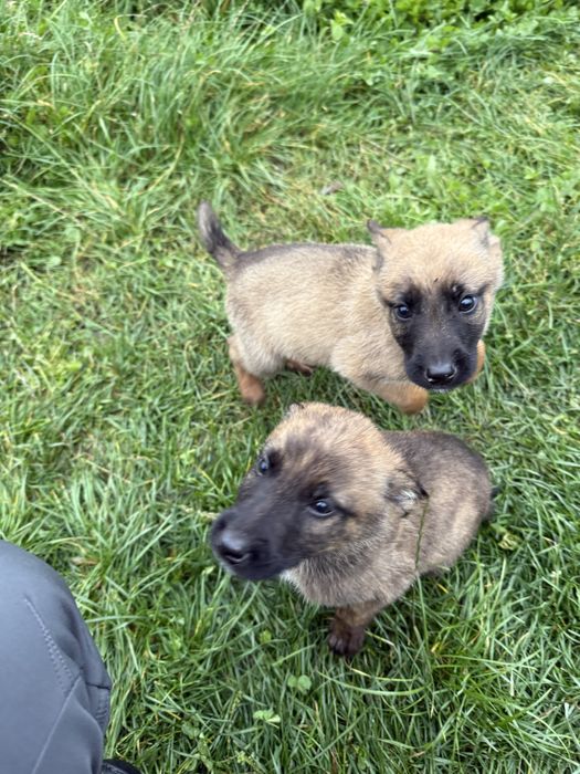 Donez cățeluși metis