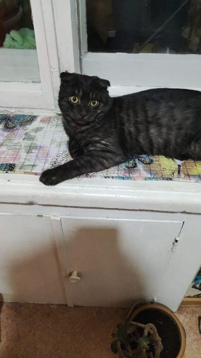 Ищем дом котику (7-8 мес)