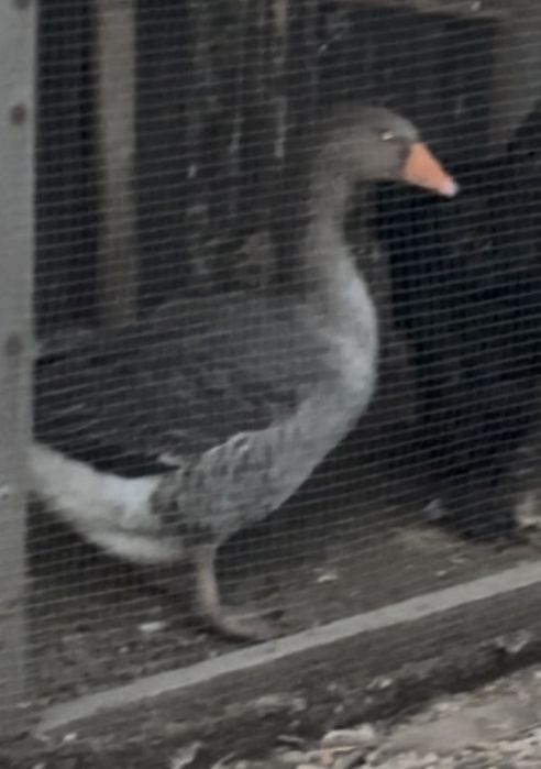 Продам гуся домашнего