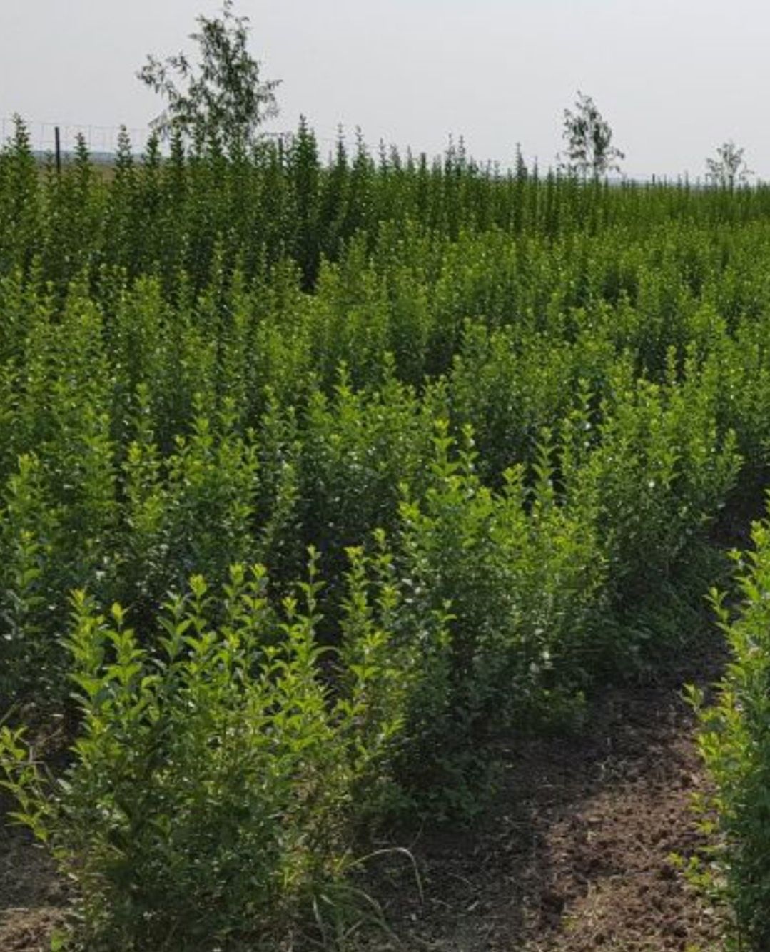 Gard viu lemn cainesc verde iarna pepiniera proprie