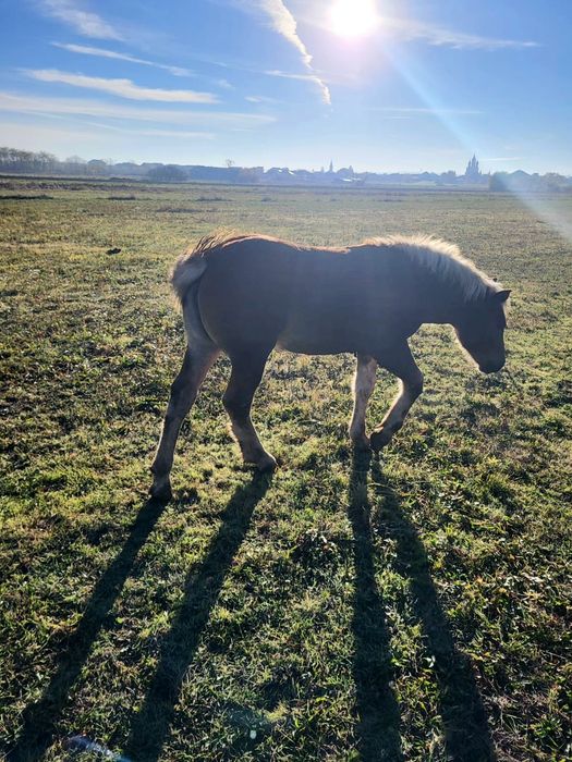 Vand manza 5 luni jumate