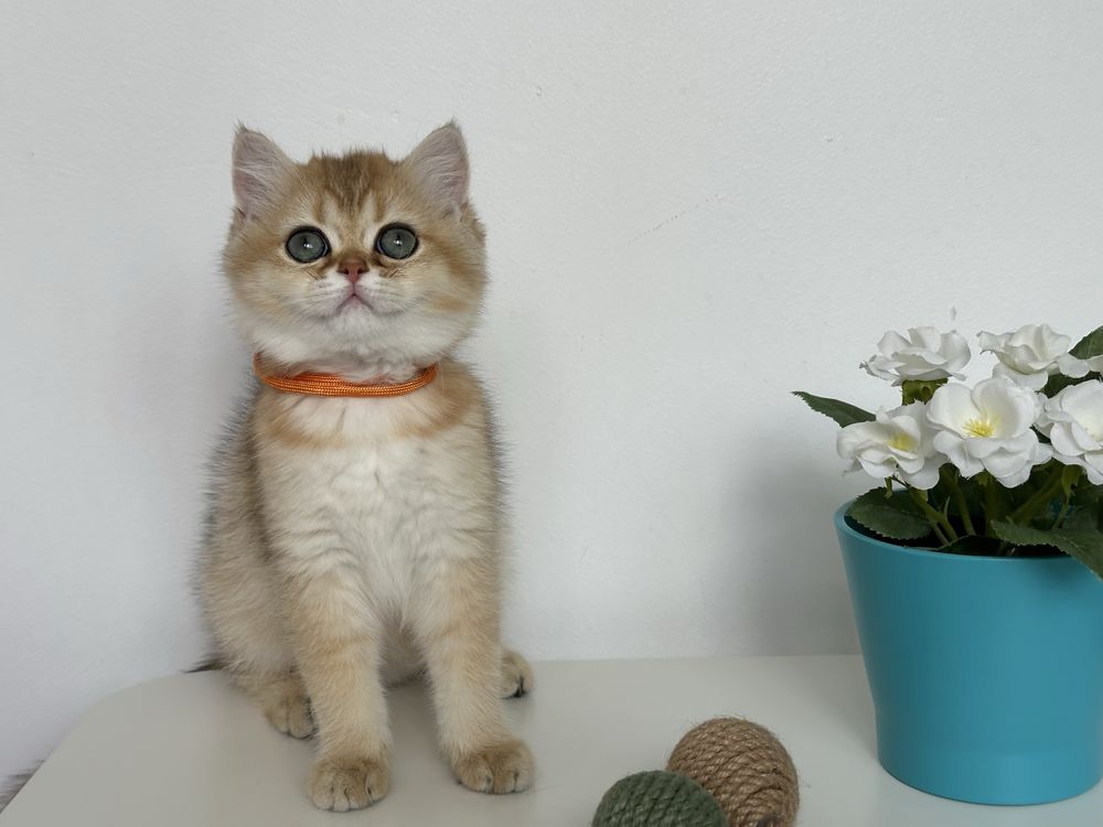 British shorthair GOLDEN fetita superba !! CERTIFICAT PEDIGREE