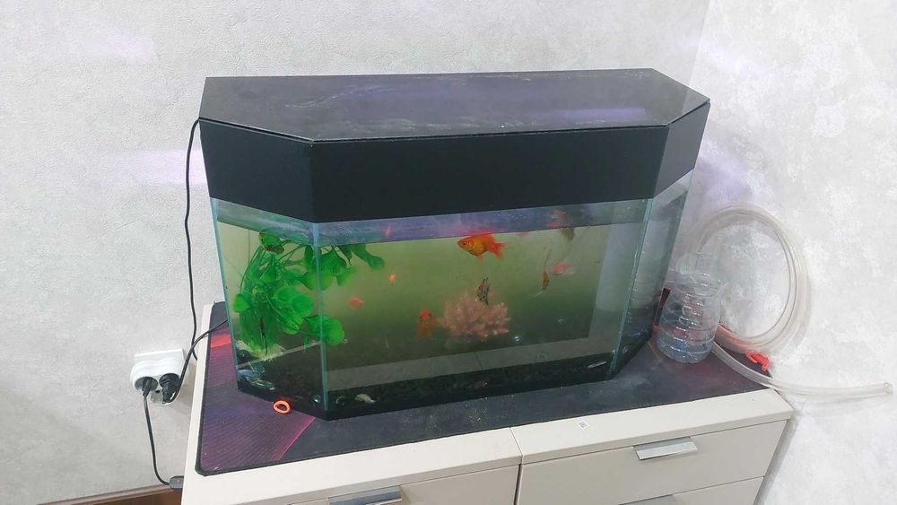 Baliq akvaroum bilan