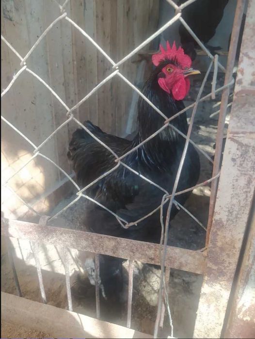 xõroz martda ochib chiqgan