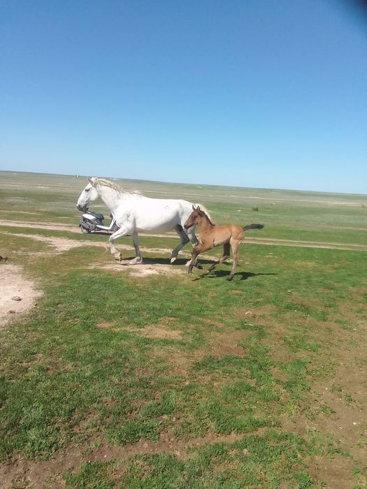 Сельхоз.животные.